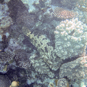 Flowery cod, camouflaged
