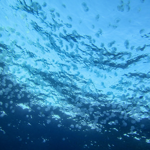 Cloud of jellyfish