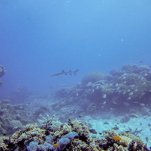 White-tipped reef shark, swimming