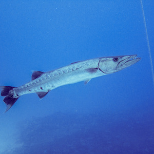 Barracuda