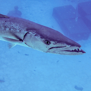 Barracuda, close up