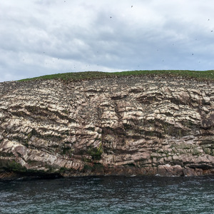Puffins nesting on Gull Island near St. John's