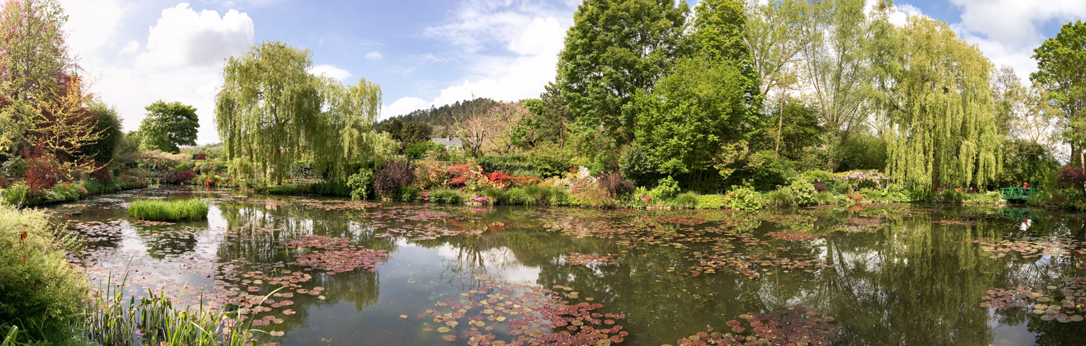 Panoramic view of water lilies pond