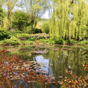 Water lilies pond