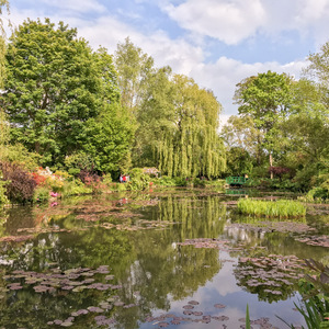 Water lilies pond