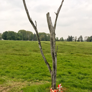 The Danger Tree in No Man's Land at Beaumont-Hamel