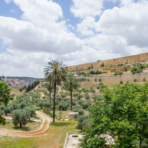 Walls of Old Jerusalem from the Mount of Olives