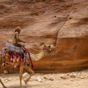 Camel in Petra