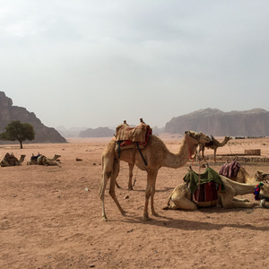 Camels at Lawrence's Spring
