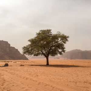 A lone tree at Lawrence's Spring