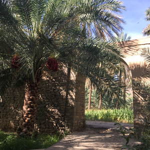 Date palms