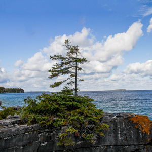 Lone pine on Lake Huron