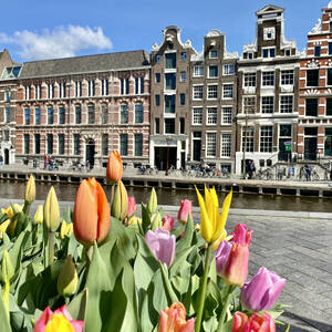 Tulips in Amsterdam