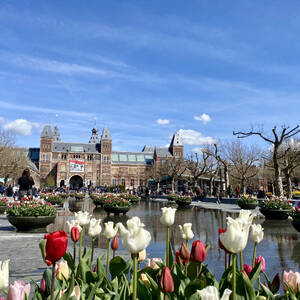 Tulips outside the Rijksmuseum
