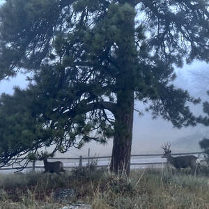 Deer in the hills above Boulder