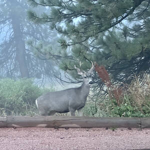 Deer in the hills above Boulder