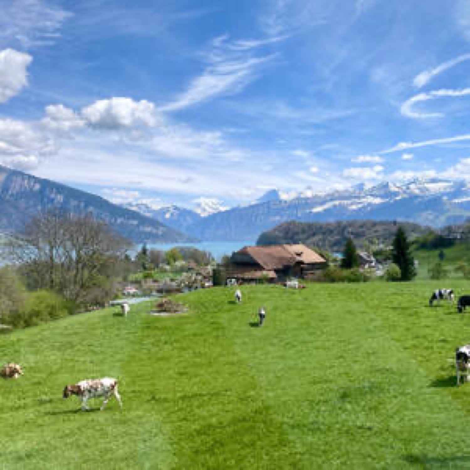 Cows with a lovely view