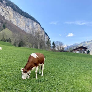 Cow grzing in Lauterbrunnen Valley