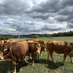 Cows in the German countryside