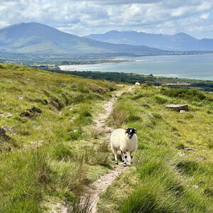 Scenic sheep