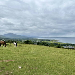 Horses on the hike out of Camp