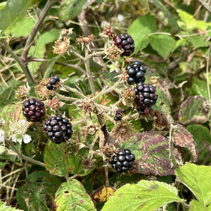 A few of the many blackberries along the hike