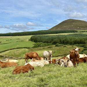 Cows just outside of Annascaul