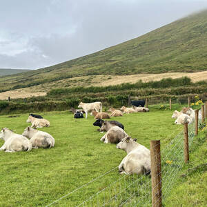 Cows just hanging out