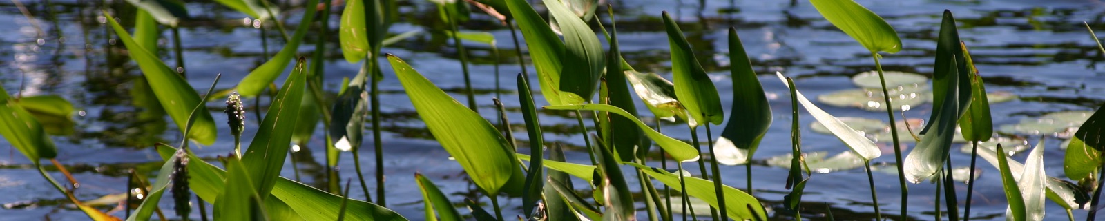 Reeds, Cache Lake