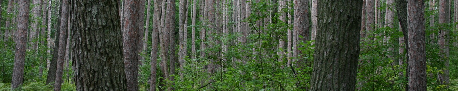 Red Pine on Wilderness Trail