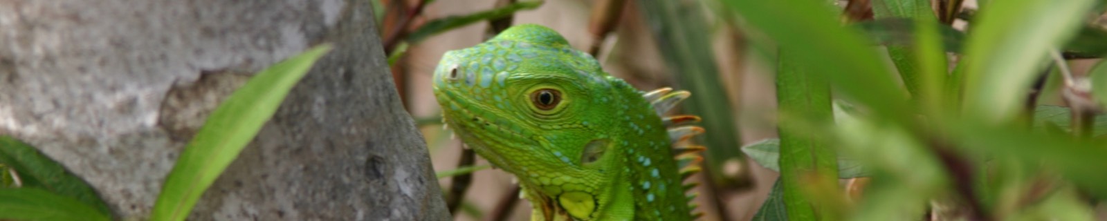 Green iguana close up